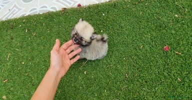 Pomerania perros - Anuncio 5