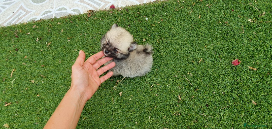 Pomerania perros en venta: Pomerania Cachorros Mini - Imagen 3