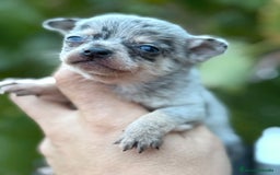 Chihuahua perros en venta: Cachorros Chihuahua toy cabeza manzana - Imagen 1