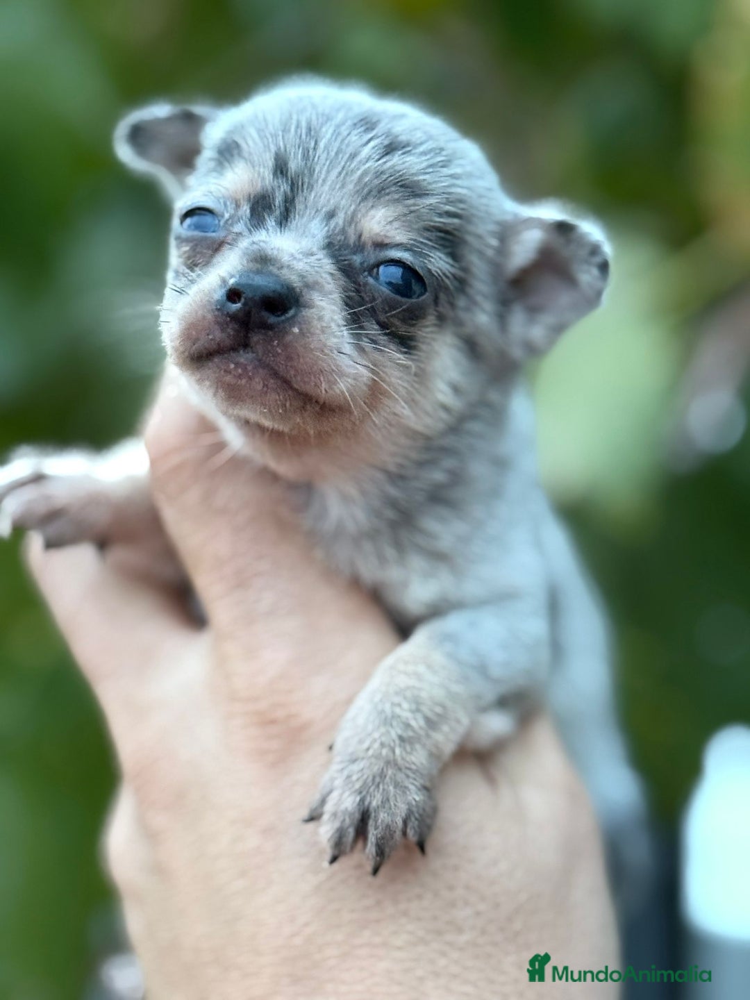 Chihuahua perros en venta: Cachorros Chihuahua toy cabeza manzana - Imagen 1