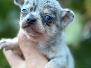 Chihuahua perros - Anuncio 1