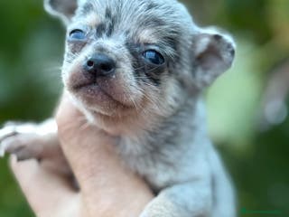 Chihuahua perros Cachorros Chihuahua toy cabeza manzana - Anuncio 14