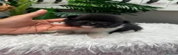 Pomerania perros en venta: POMERANIA - Anuncio 2