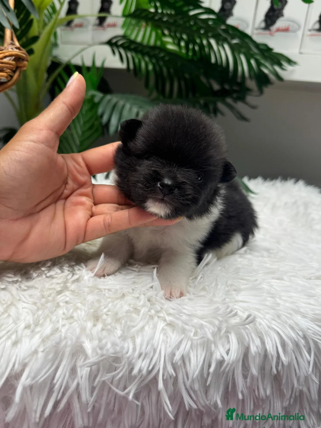 Pomerania perros en venta: POMERANIA - Anuncio 2