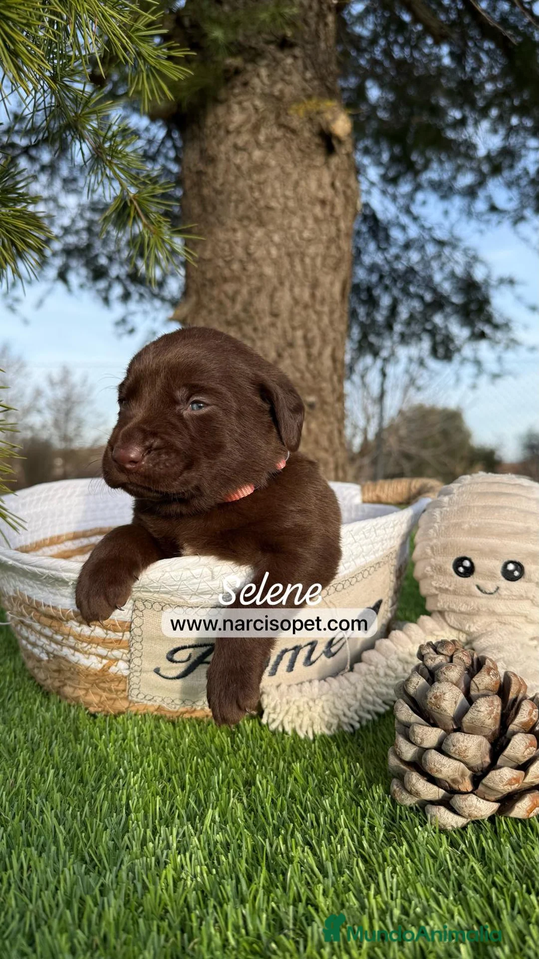 Labrador Retriever perros en venta: LABRADOR en Asturias - Anuncio 5
