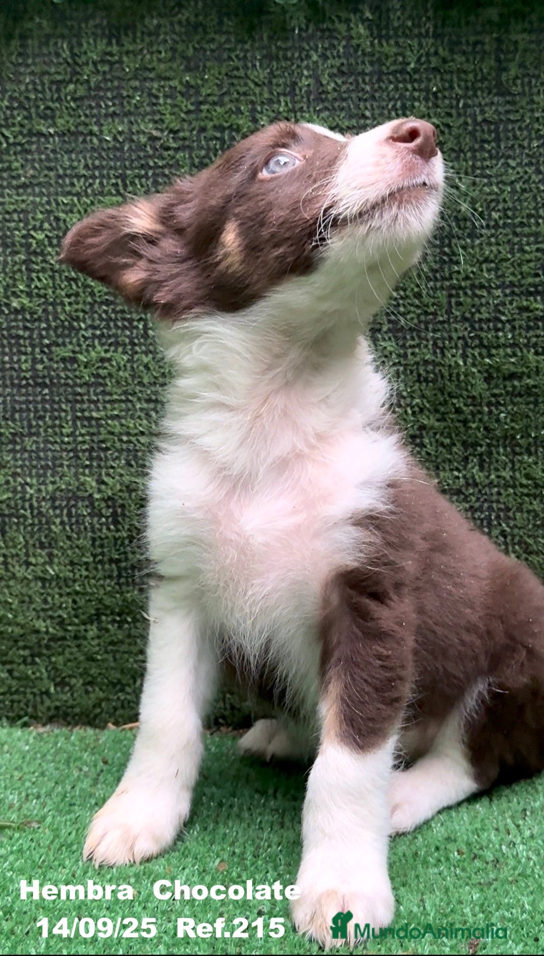 Border Collie perros en venta: Border Collie Chocolate - Imagen 8
