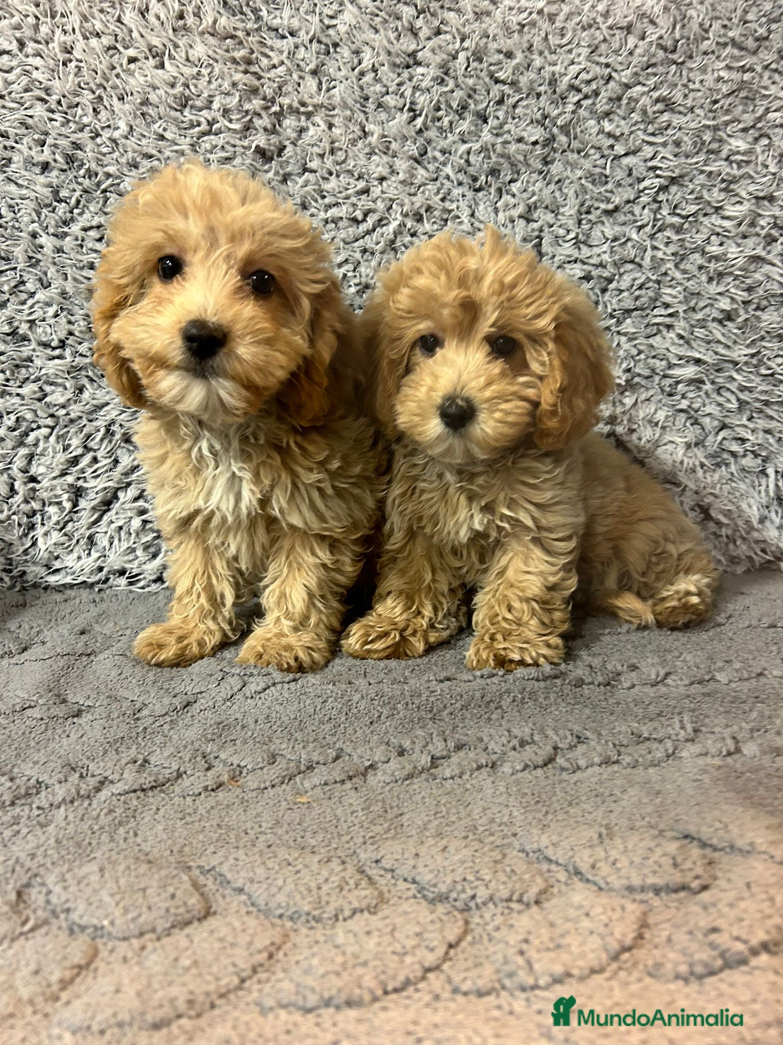 Maltipoo perros en venta: Maltipoo mini - Anuncio 3