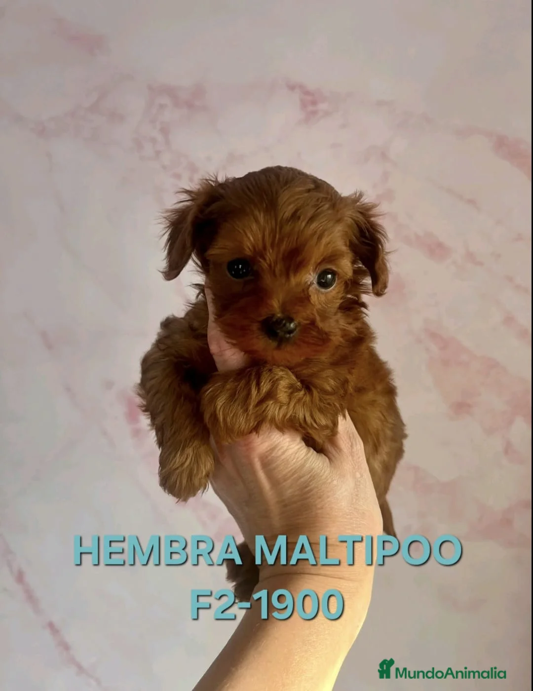 Caniche Toy perros en venta: Cachorros caniche toy - Anuncio 3