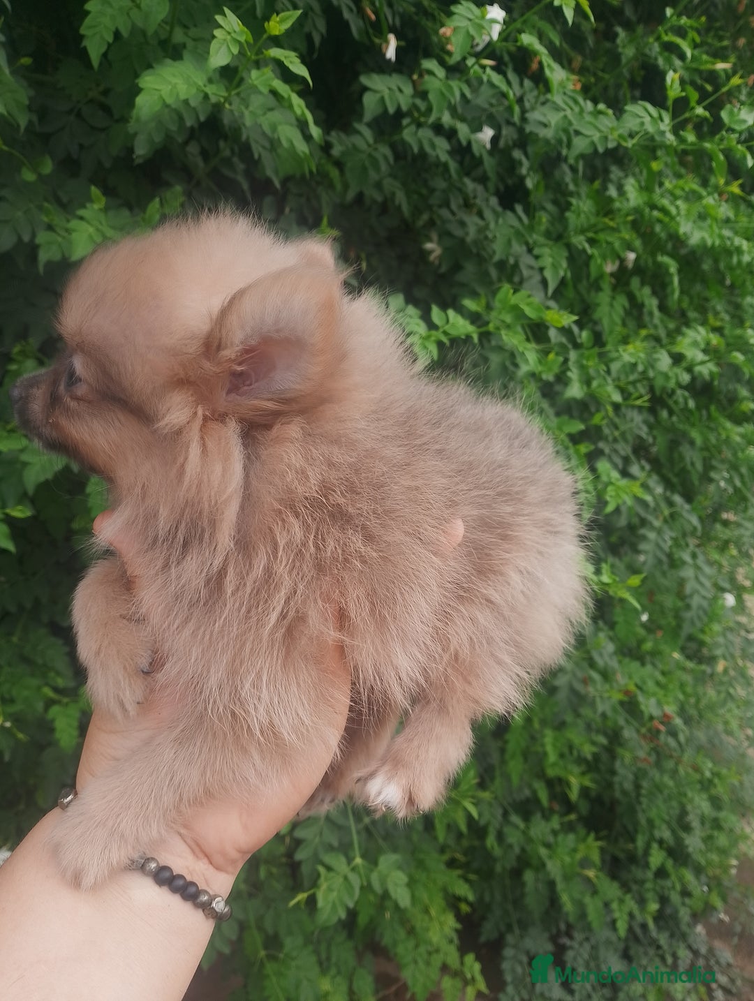 Pomchi perros en venta: Última hembra de pomchi blue fraw  - Imagen 2
