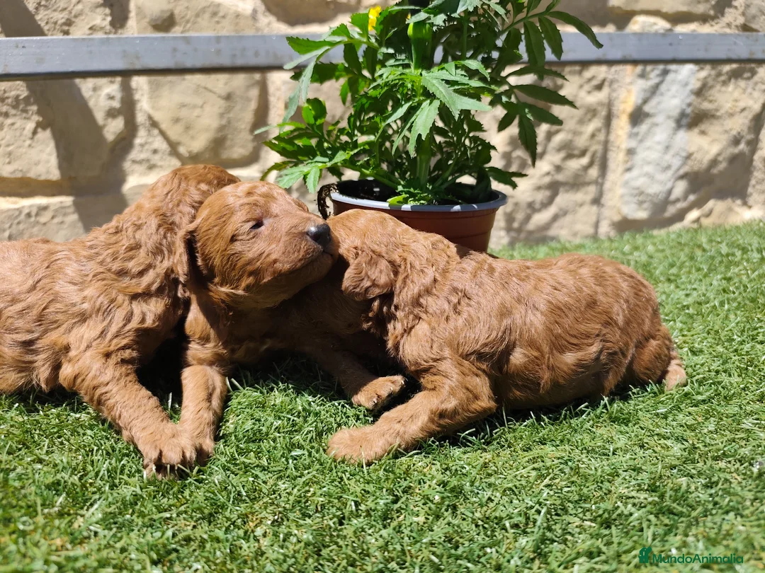 Caniche Toy perros en venta: Caniche toy rojo PraoToro  en Segovia - Anuncio 2