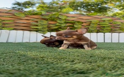 Chihuahua perros en venta: CHIHUAHUA MACHO - Imagen 13