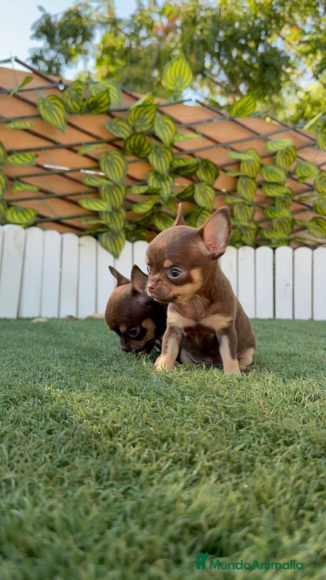 Chihuahua perros en venta: CHIHUAHUA MACHO - Imagen 13