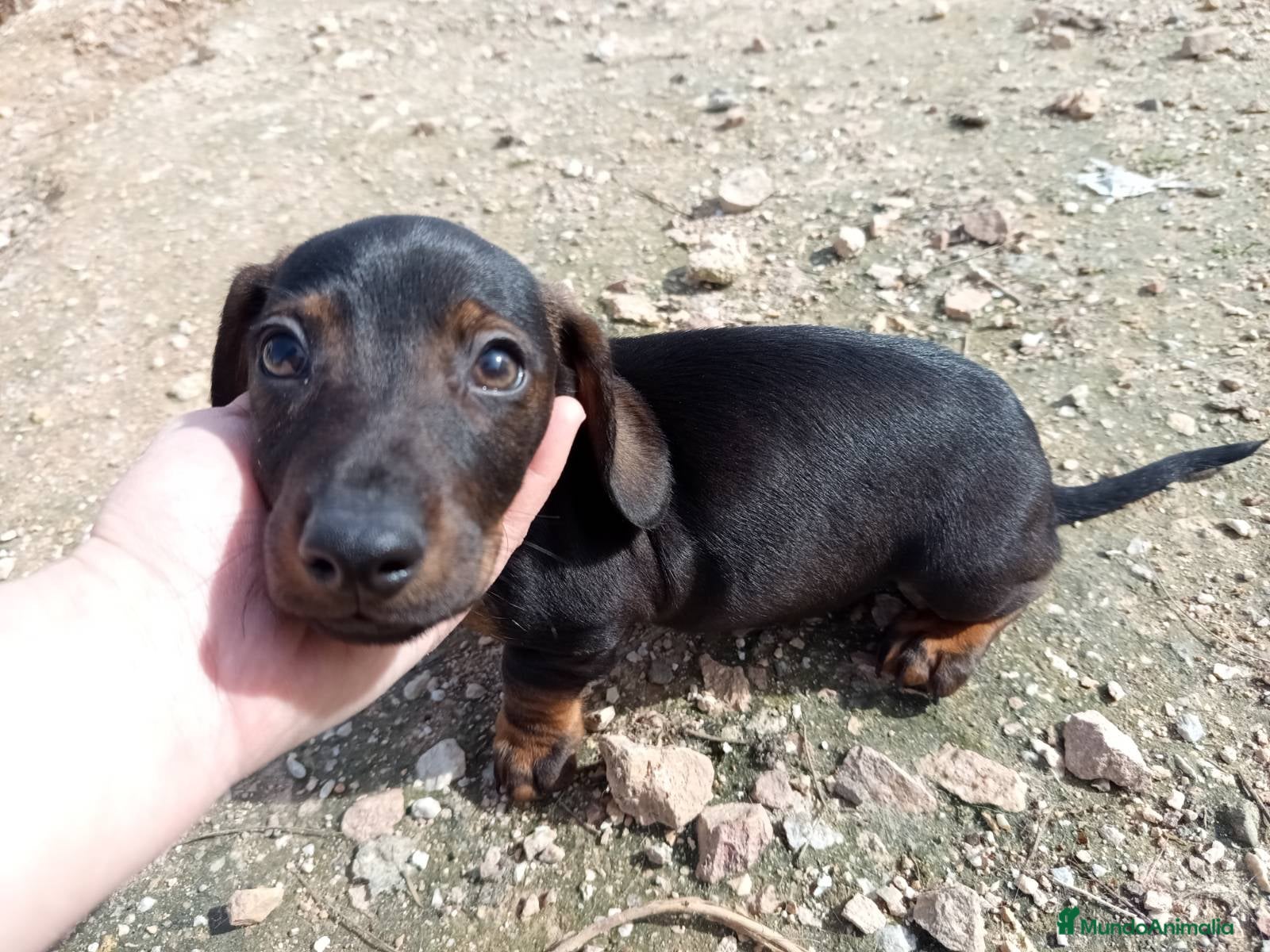 Teckel Miniatura perros Precioso cachorro teckel - Anuncio 1