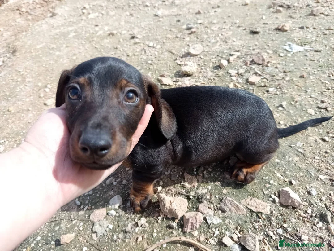 Teckel Miniatura perros en venta: Precioso cachorro teckel - Anuncio 1