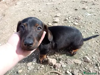 Teckel Miniatura perros Precioso cachorro teckel - Anuncio 1