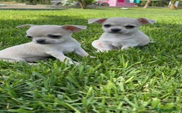 Chihuahua perros en venta: CHIHUAHUA MACHO - Imagen 18