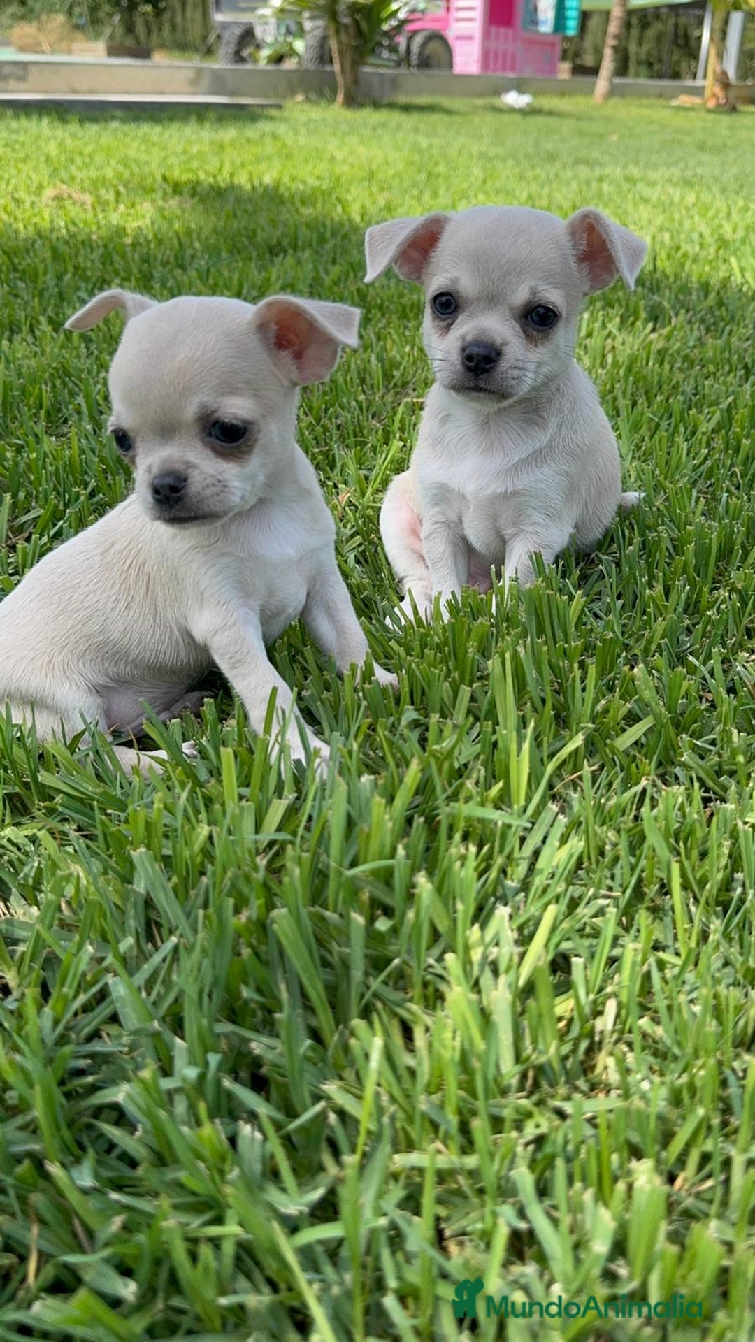 Chihuahua perros en venta: CHIHUAHUA MACHO - Imagen 18