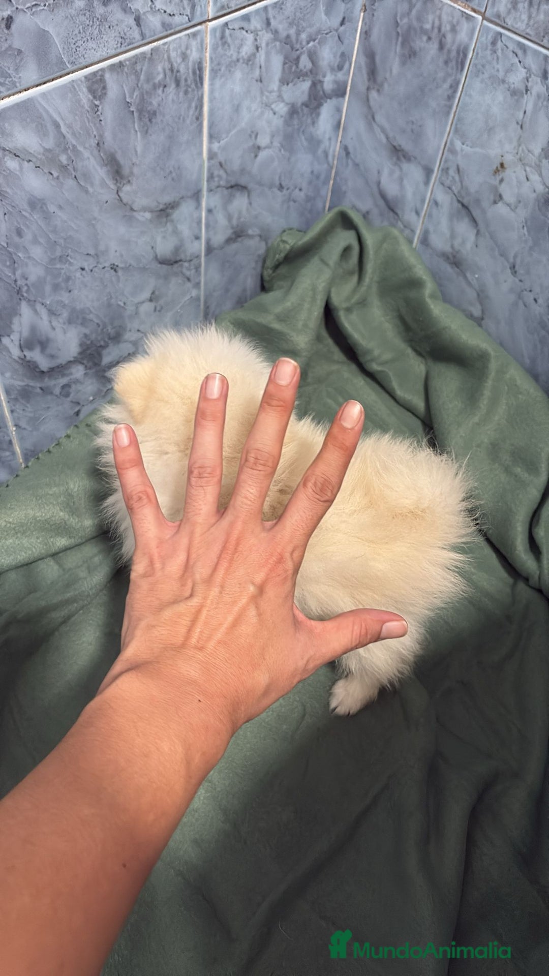 Pomerania perros en venta: Lulu pomerania mini toy  - Imagen 4