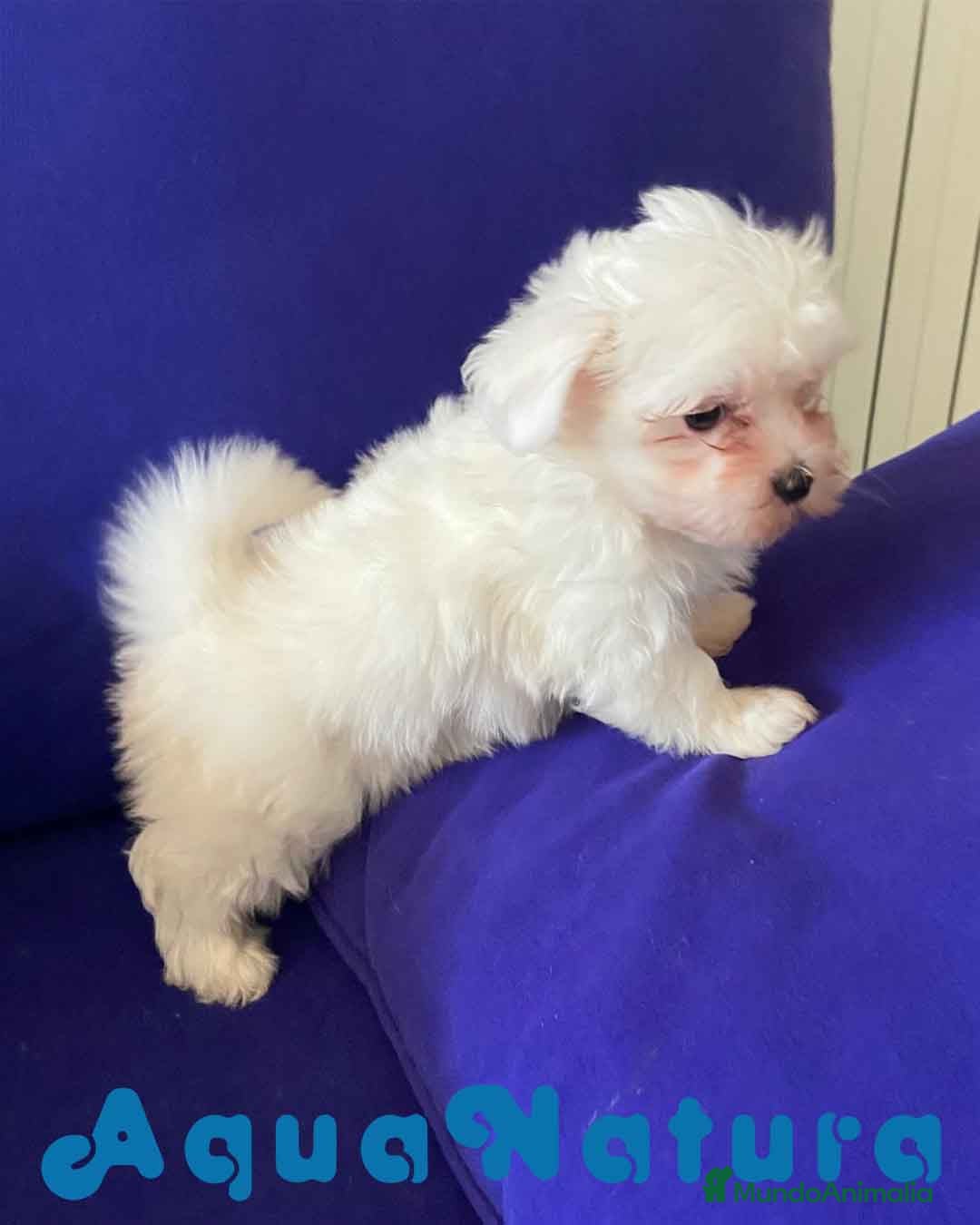 Bichón Maltés perros Bichon Maltes Hembra de Mala 3968 - AQUANATURA en Barcelona - Anuncio 17