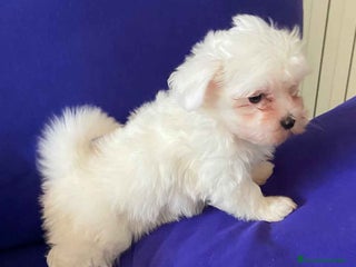 Bichón Maltés perros en Barcelona - Anuncio 8