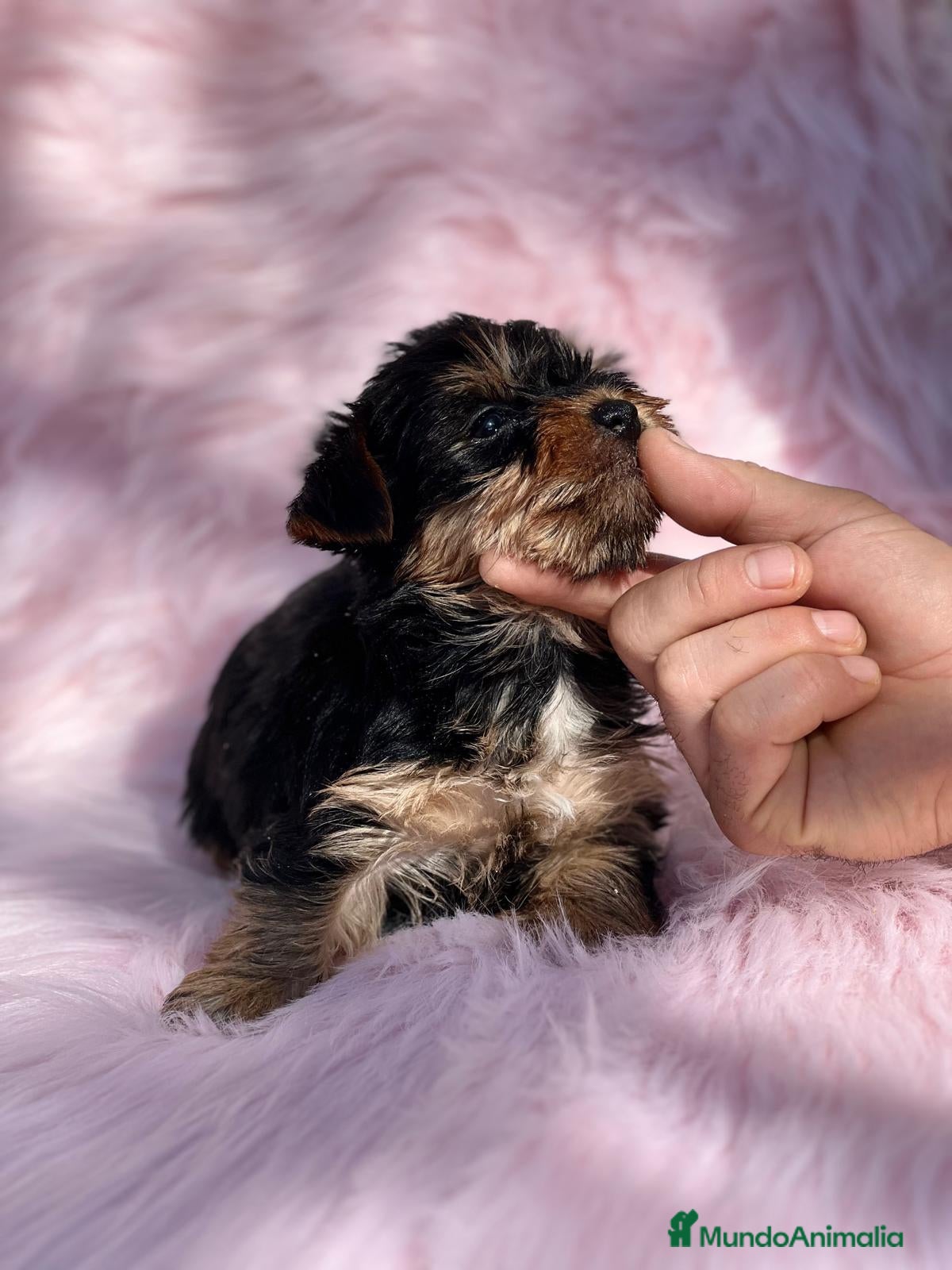 Yorkshire Terrier perros YORKY HEMBRITA MINITOY DISPONIBLE en Barcelona - Anuncio 32