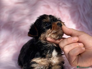 Yorkshire Terrier perros en Barcelona - Anuncio 32