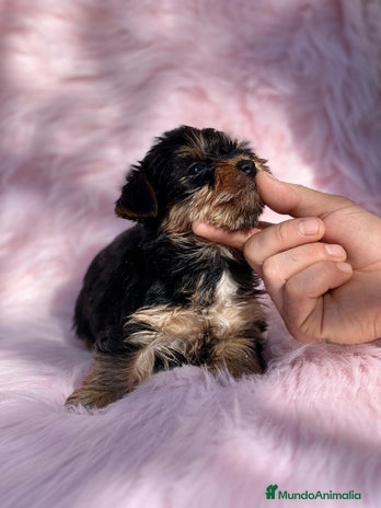 Yorkshire Terrier perros en Barcelona - Anuncio 9