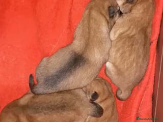 Shiba Inu perros Camada Shiba Inu de Magy - AQUANATURA en Barcelona - Anuncio 18