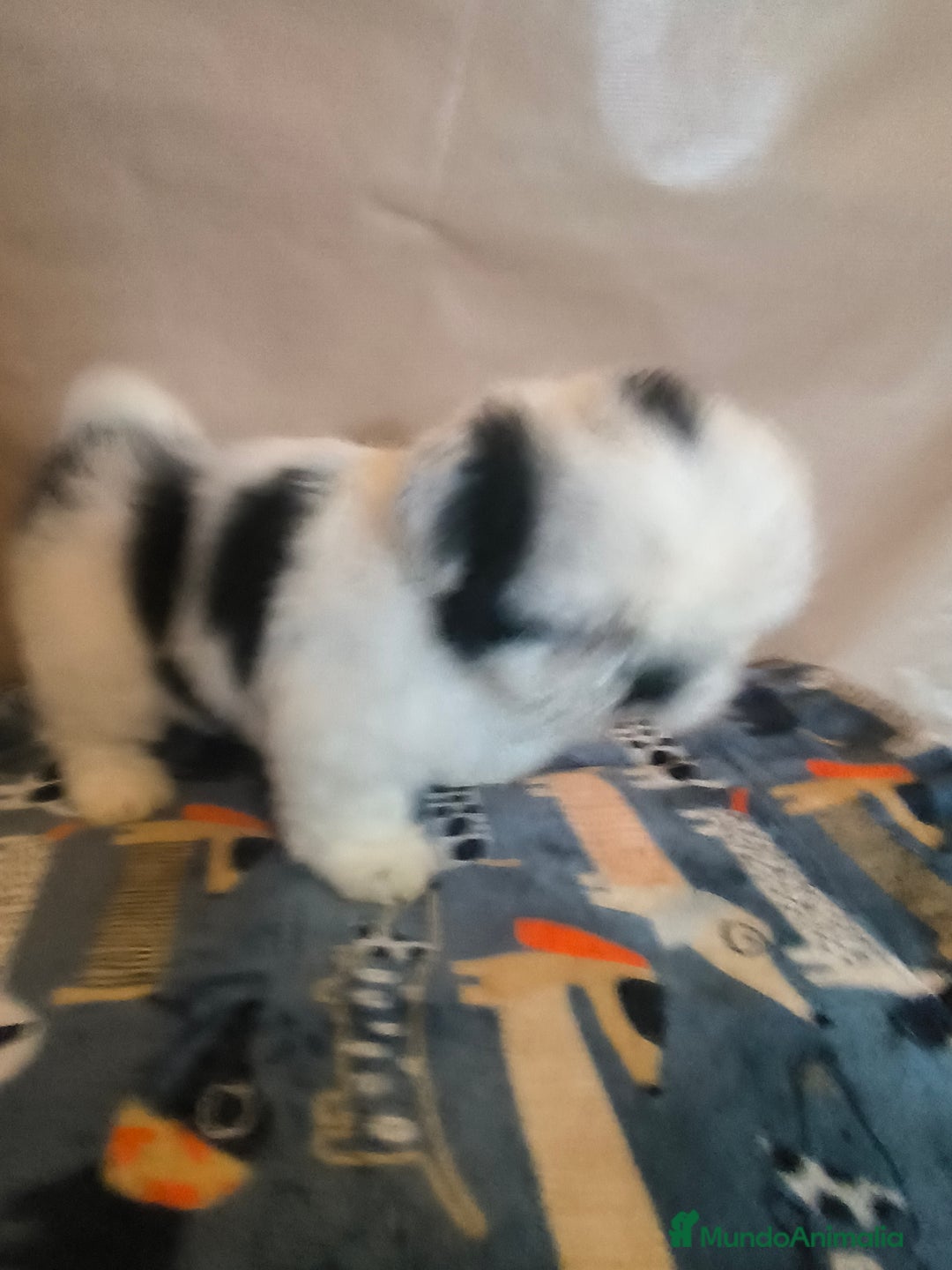 Shih Tzu perros en venta: Shitzu mini - Anuncio 8