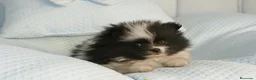 Pomerania perros en venta: CACHORROS DE POMERANIA  - Anuncio 16