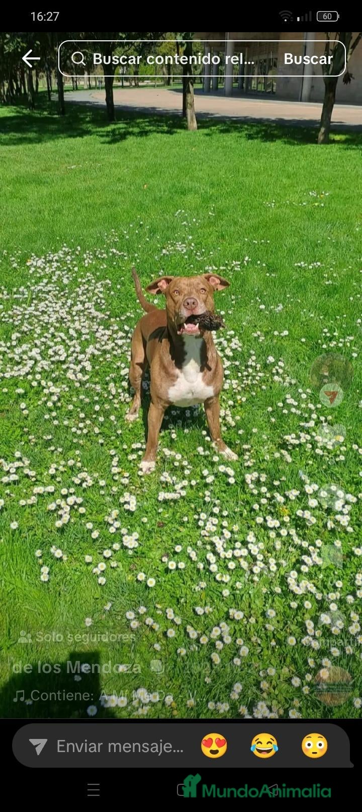 American Pit Bull Terrier perros Maravilloso Américan Pitbull terrier  - Anuncio 1