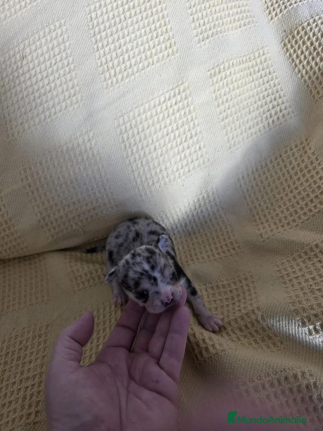 Chihuahua perros en venta: Chihuahua Toy chato macho  - Anuncio 4