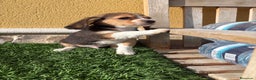 Beagle perros en venta: Espectacular cachorro de Beagle - Anuncio 13