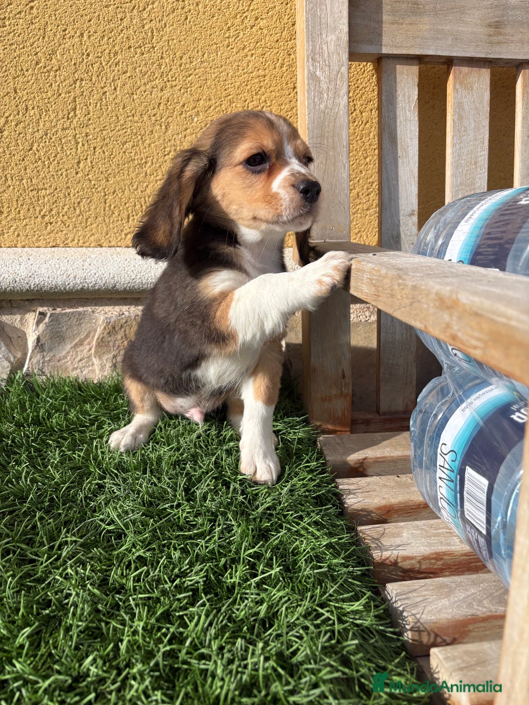 Beagle perros en venta: Espectacular cachorro de Beagle - Anuncio 13