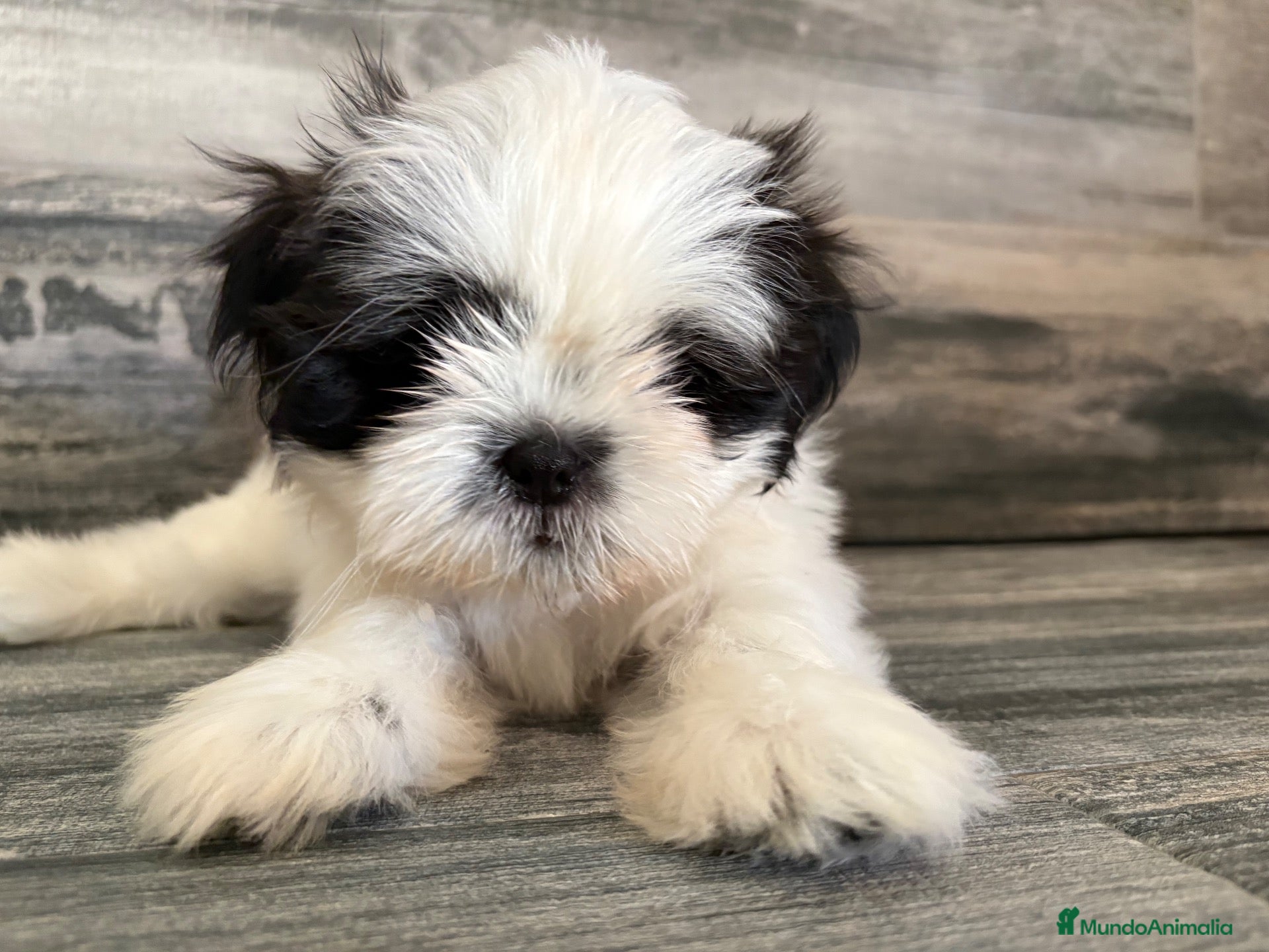Shih Tzu perros Shih Tzu  - Anuncio 2