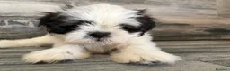 Shih Tzu perros en venta: Shih Tzu  - Anuncio 1