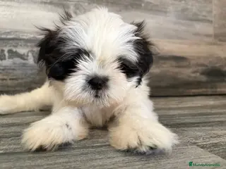 Shih Tzu perros Shih Tzu - Anuncio 1