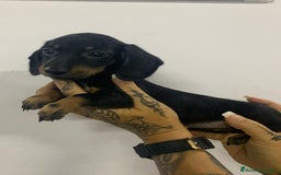 Teckel Miniatura perros en venta: Teckel miniatura  - Imagen 4