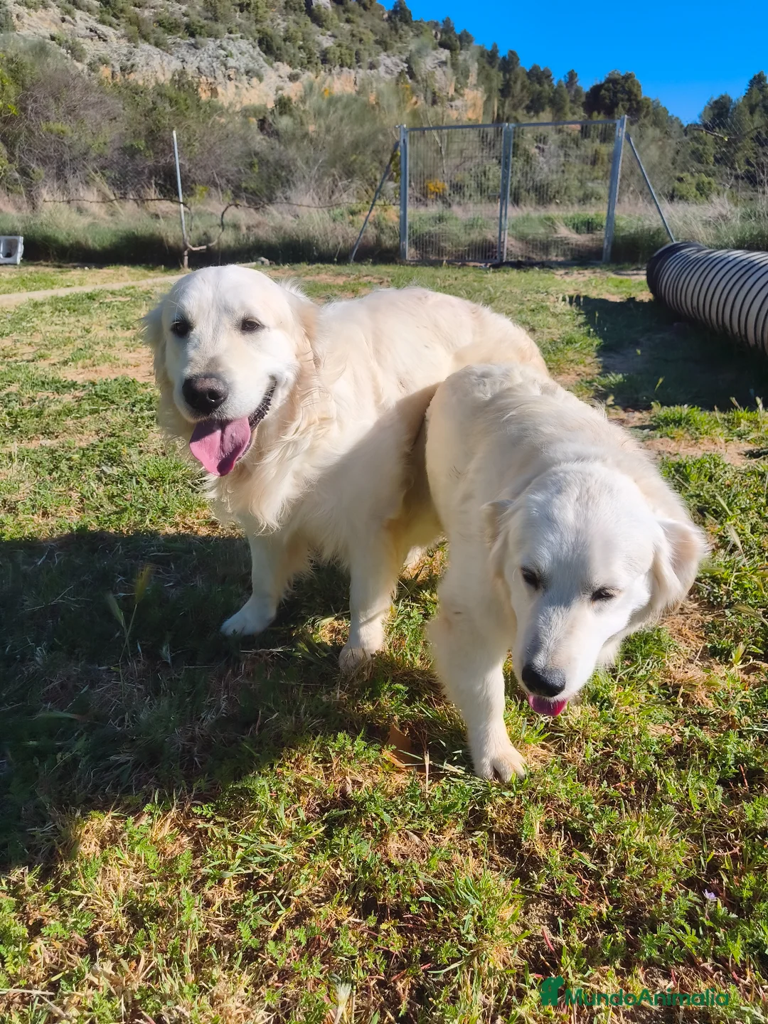 Golden Retriever perros en venta: PROXIMA CAMADA GOLDEN RETRIEVER BLANCO - Anuncio 1