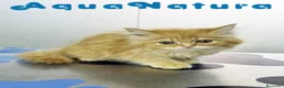 Persa gatos en venta: Persa Chinchilla Macho 6791 AQUANATURA - Anuncio 6