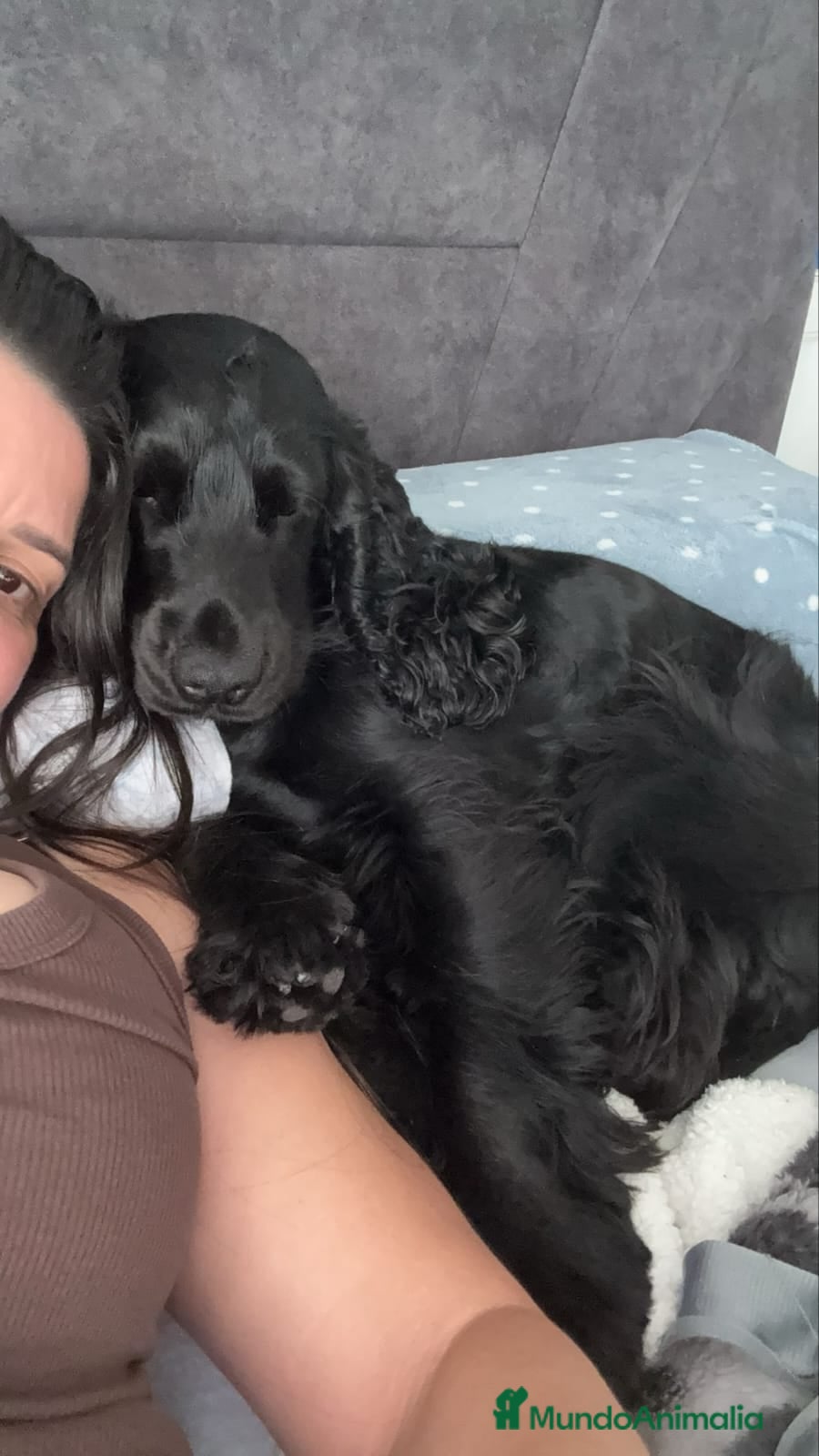 Cocker Spaniel Inglés perros Cocker spanish ingles negra hembra  - Anuncio 1