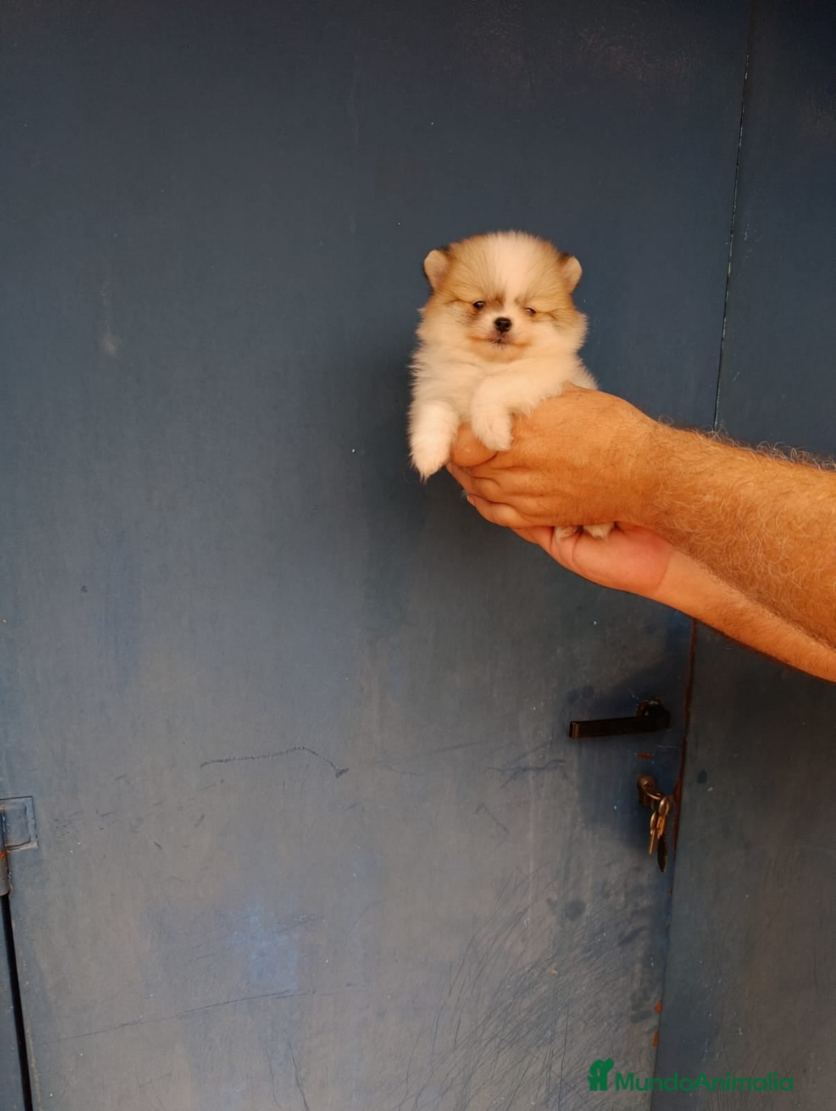 Pomerania perros Pomerania ositos toy ‼️ - Anuncio 3