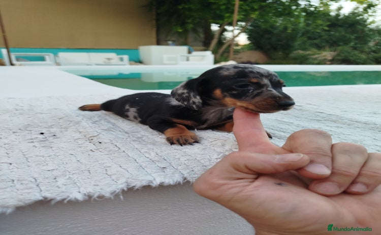 Teckel Miniatura perros - Propaganda 3