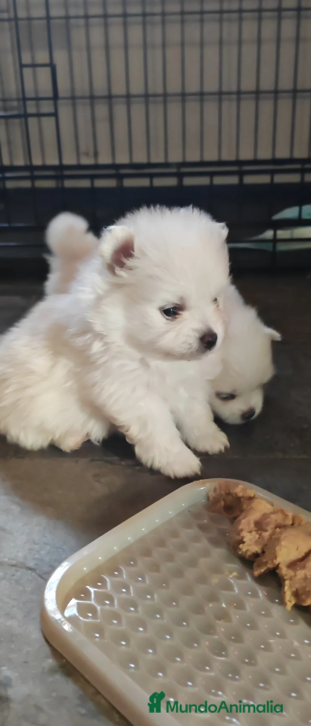Pomerania perros en venta: Disponible 3 hembras y 1 machoPOMERANIA - Anuncio 2