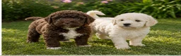 Perro de Agua Español perros en venta: Cachorros de agua - Anuncio 1