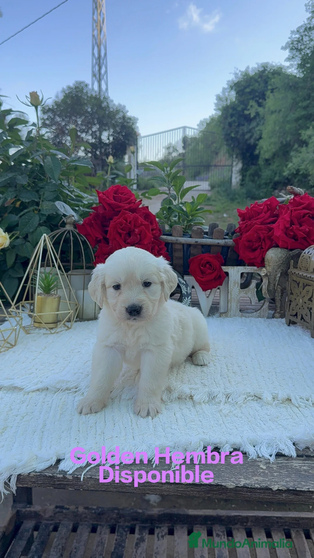 Golden Retriever perros en venta: Golden Retriever Hembras Disponibles  - Anuncio 2