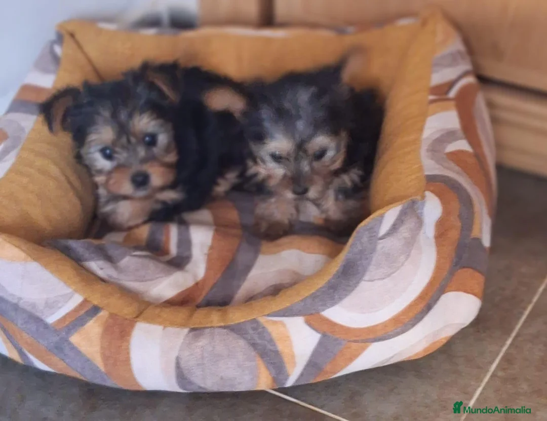 Yorkshire Terrier perros en venta: Yorksai toy - Anuncio 2