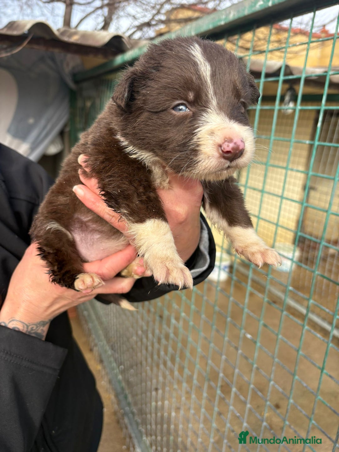 Border Collie perros en venta: Cachorro hembra Border Collie Chocolate  - Anuncio 9
