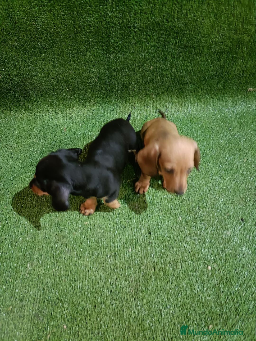 Teckel Miniatura perros en venta: Cachorros de TECKEL MINIATURA - Imagen 4