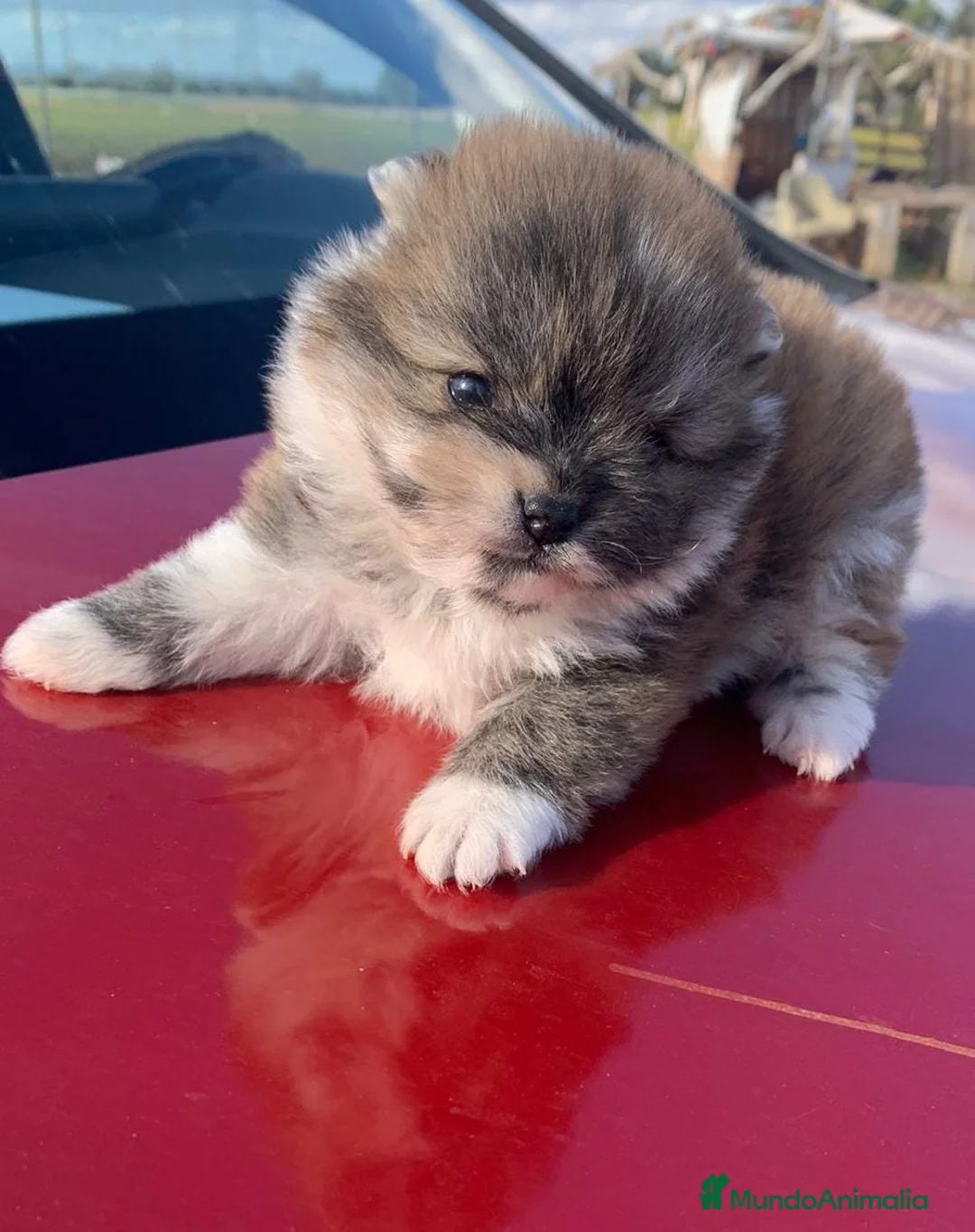 Pomerania perros en venta: LULU DE POMERANIA - Anuncio 1